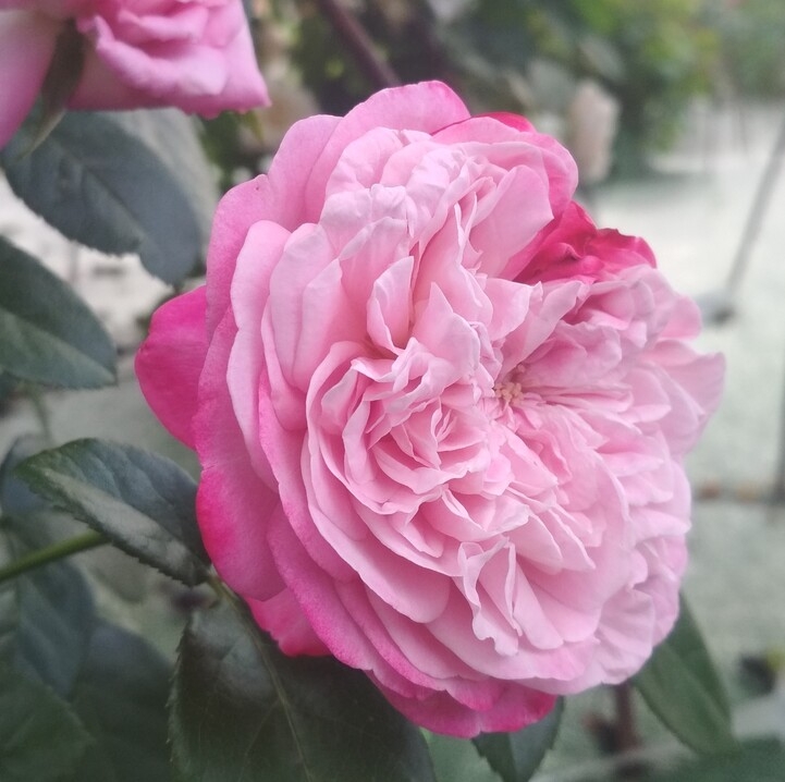 Роза Парис 5