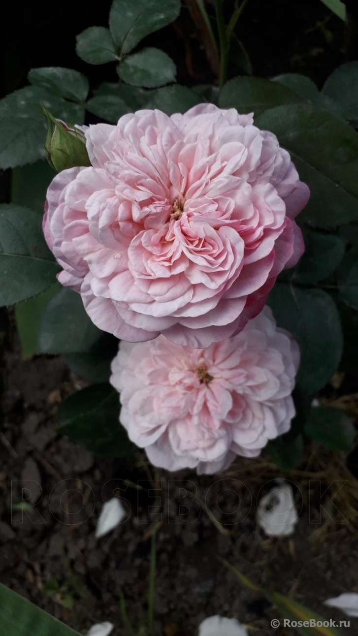 Роза Парис 6