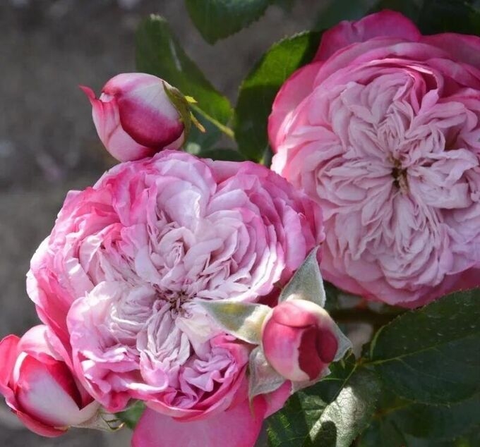 Роза Парис 7