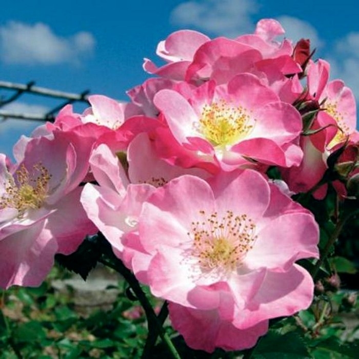 Роза Париж 2000 3