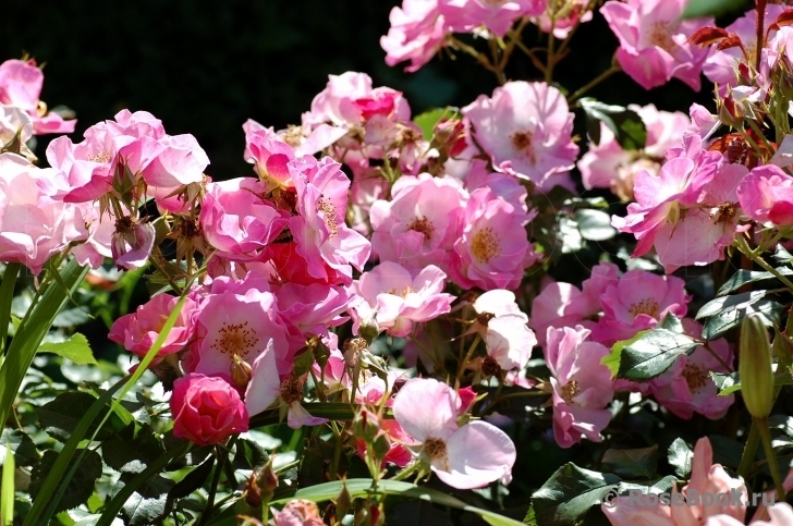 Роза Париж 2000 5