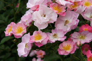 Роза Париж 2000