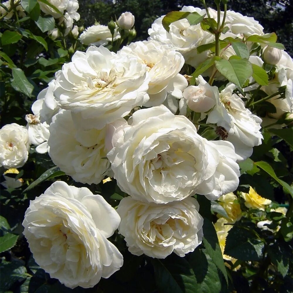 Роза Парки 2