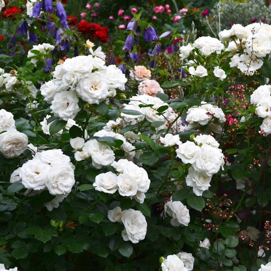 Роза Парки 3