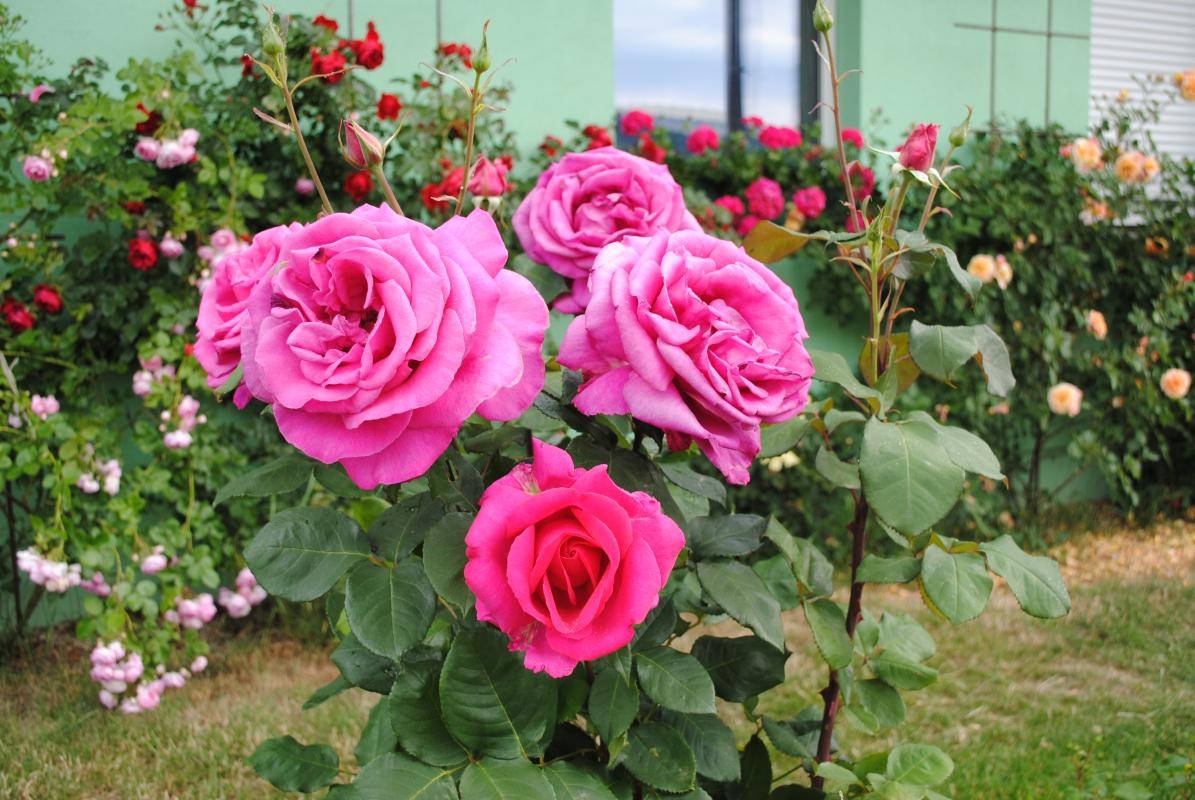 Роза Пароле 2