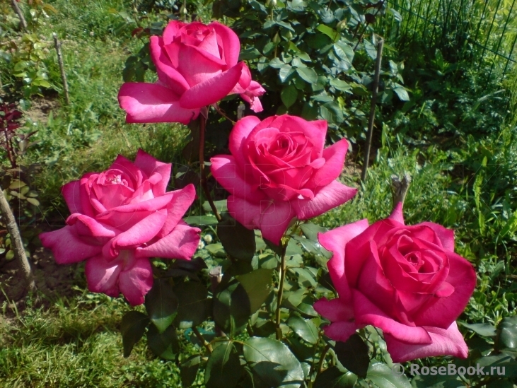 Роза Пароле 3