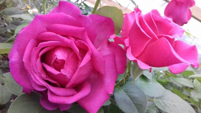 Роза Пароле 4