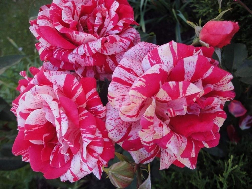 Роза Пасадена 3