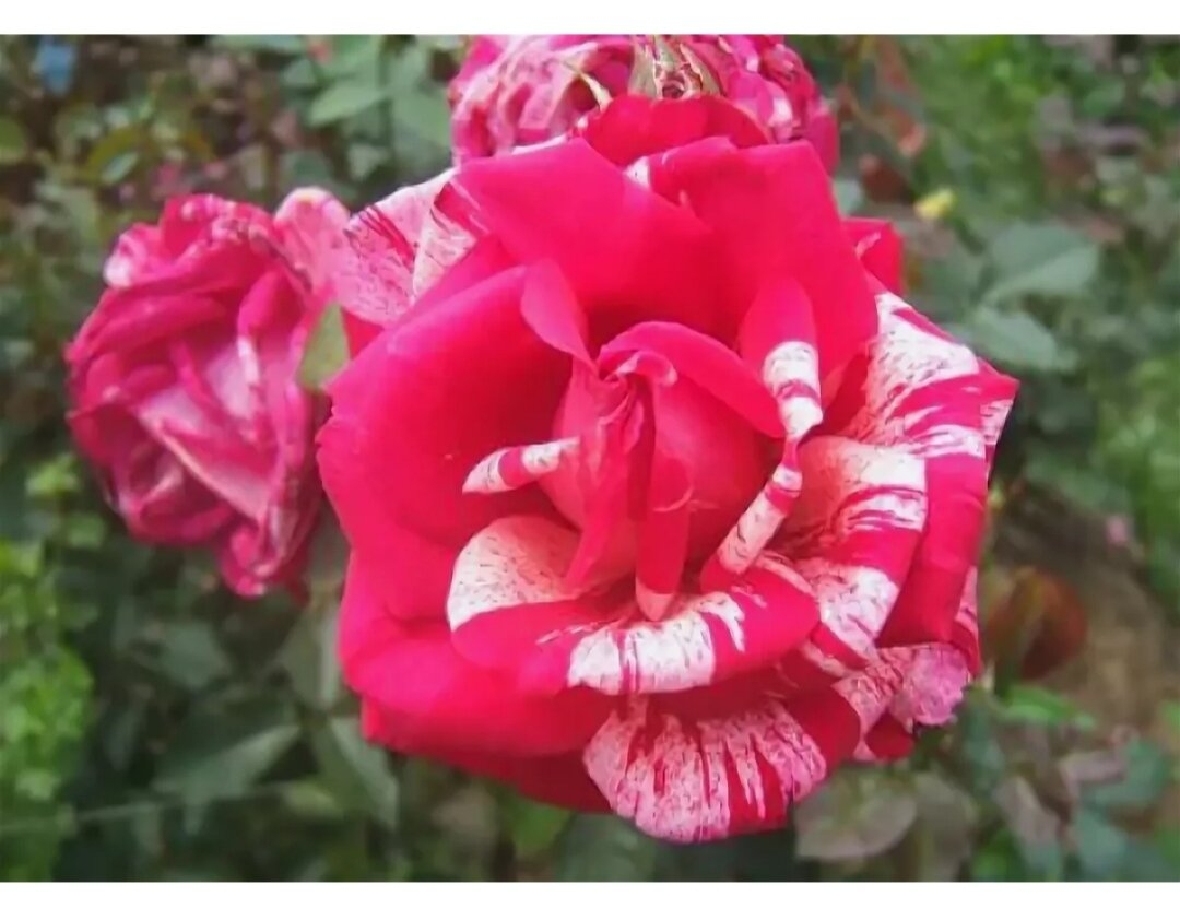 Роза Пасадена 4