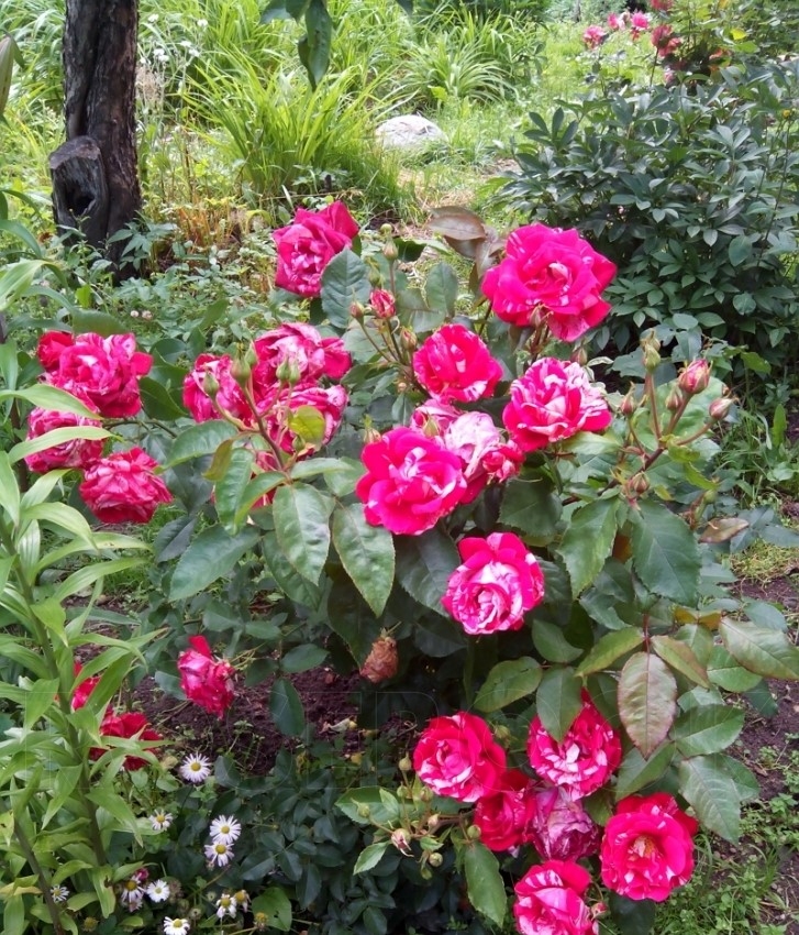 Роза Пасадена 5