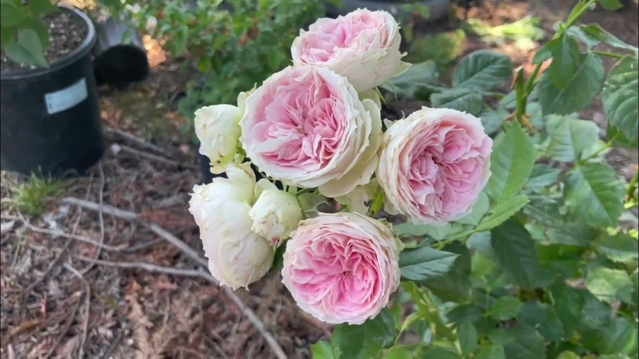 Роза Пашмина 3