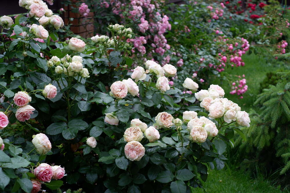 Роза Пашмина 4