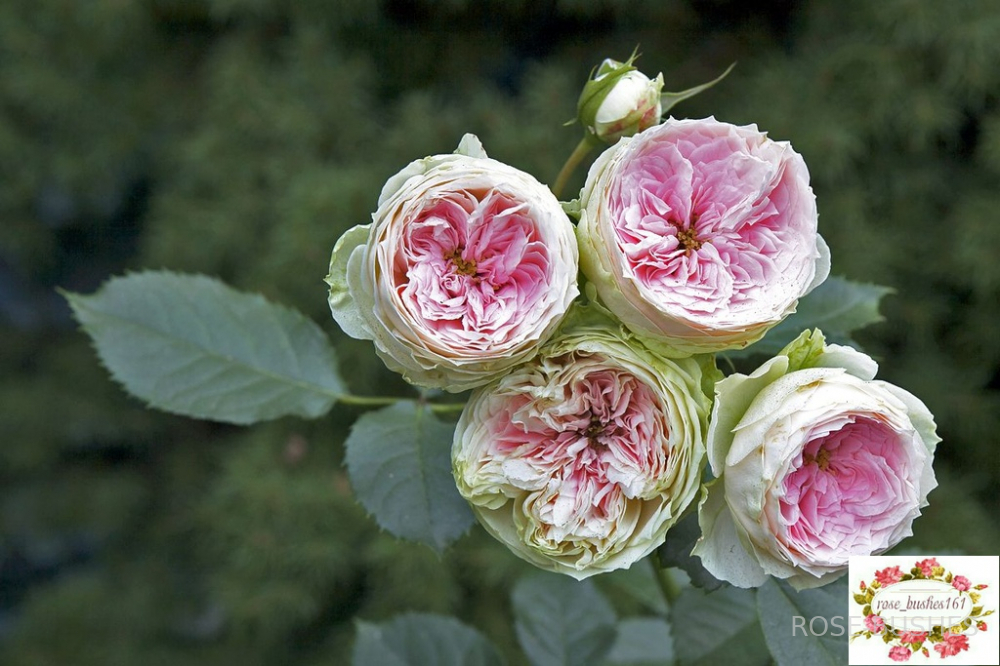 Роза Пашмина 5