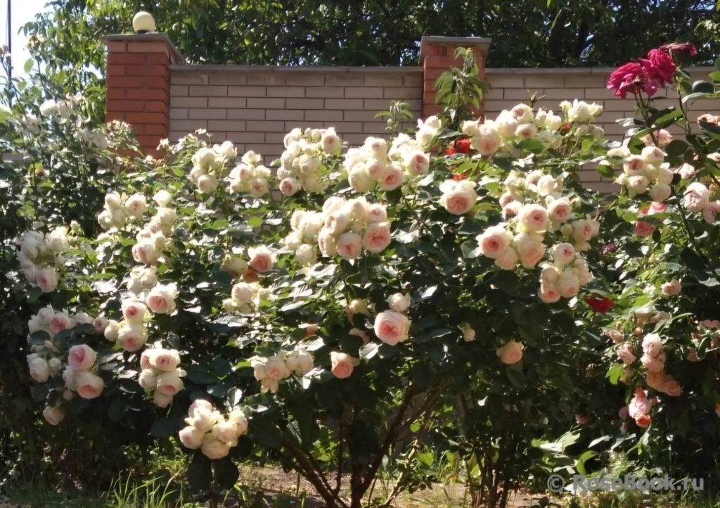 Роза Пашмина