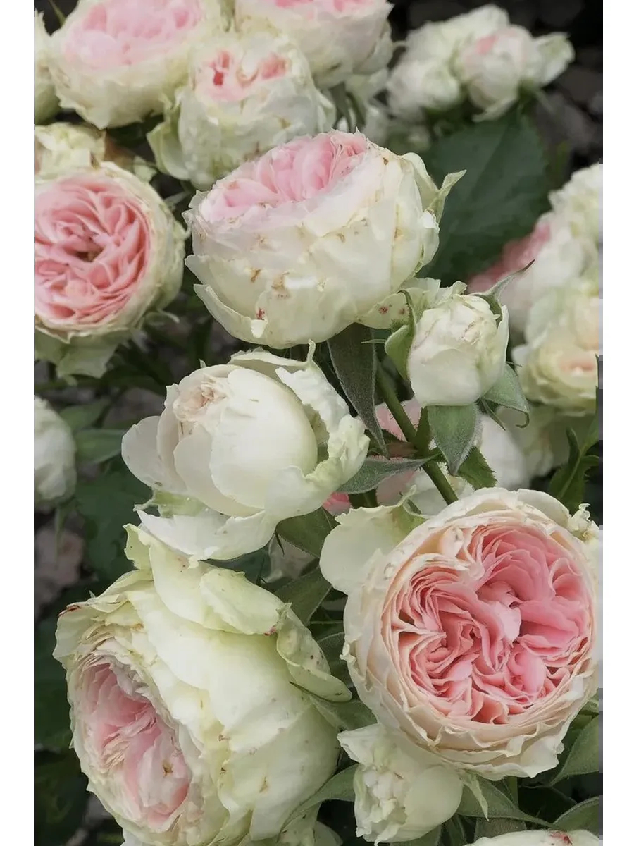 Роза Пашмина 2