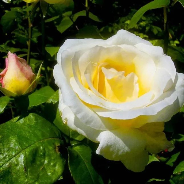 Роза Паскали 2