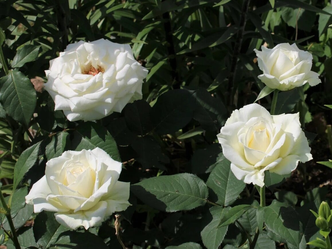 Роза Паскали 4