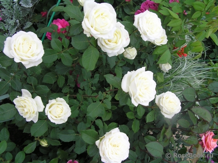 Роза Паскали 5