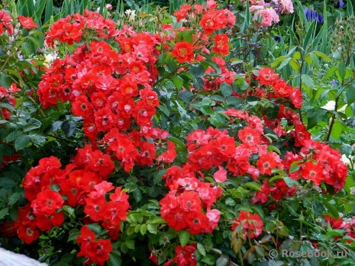 Роза Пасодобль 2