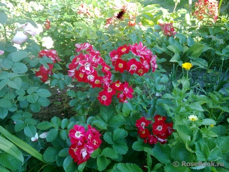 Роза Пасодобль 3