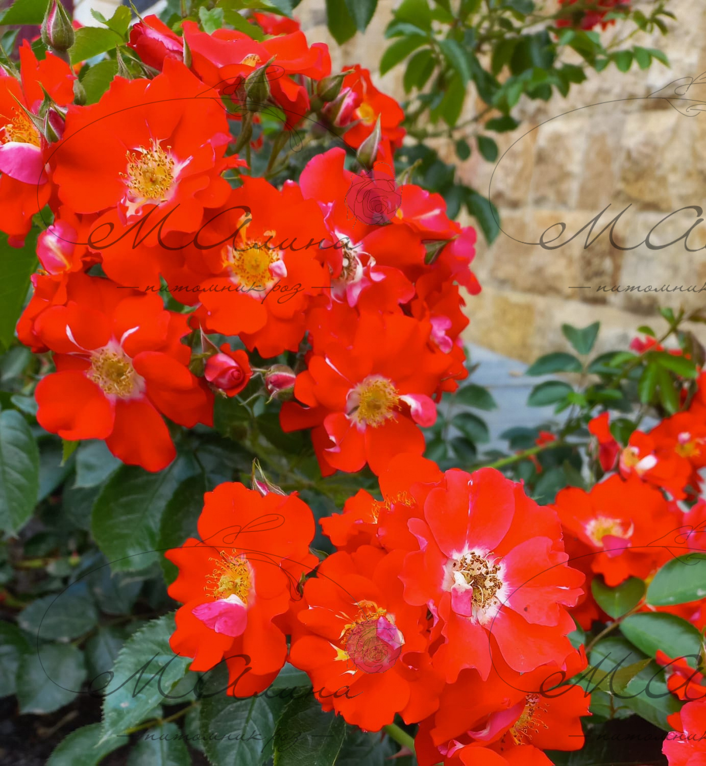 Роза Пасодобль 4