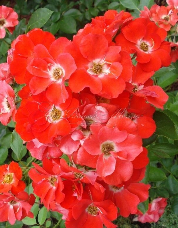 Роза Пасодобль 5