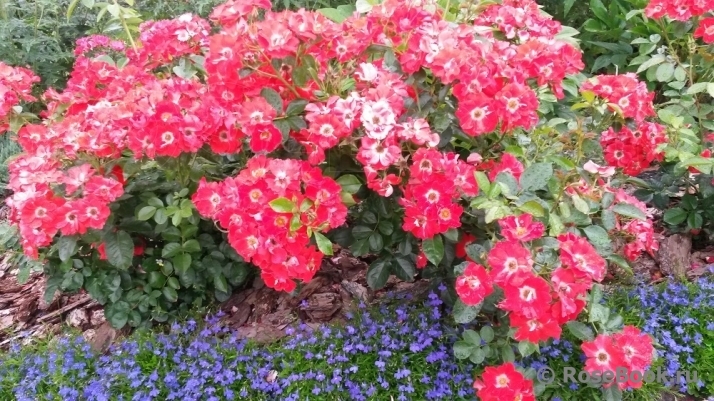 Роза Пасодобль 6