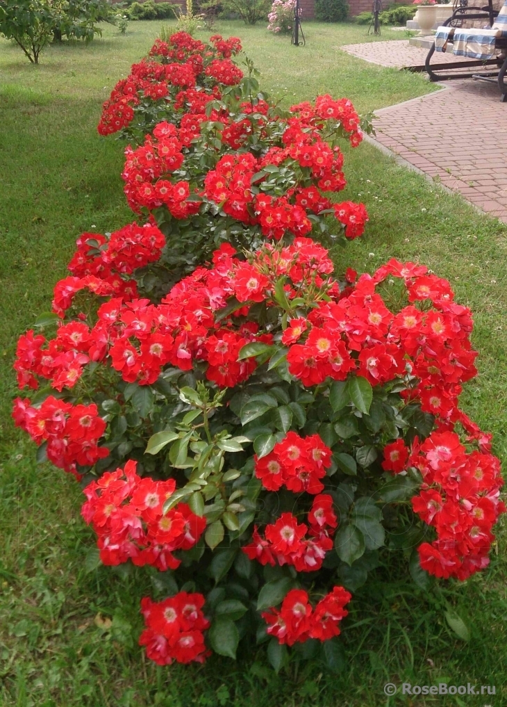 Роза Пасодобль