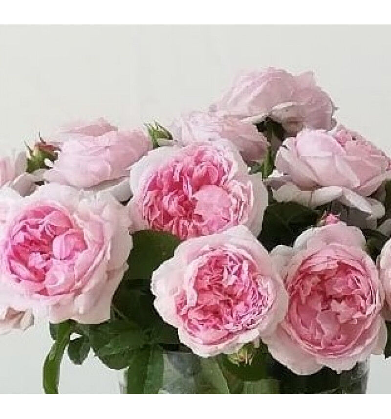 Роза Пассион Ситроен 2