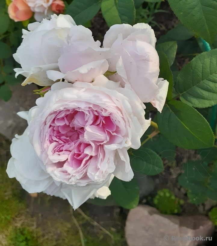 Роза Пассион Ситроен 4