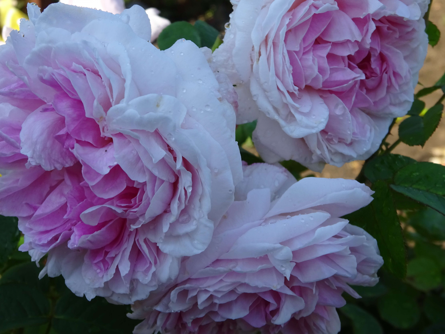 Роза Пассион Ситроен 5