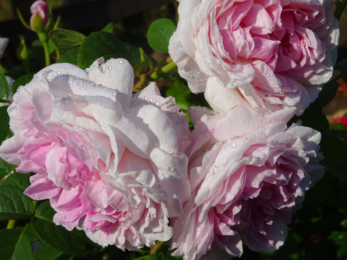 Роза Пассион Ситроен