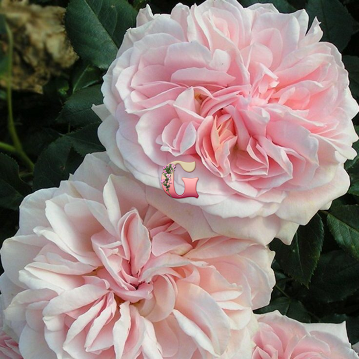 Роза Пассион Ситроен 3