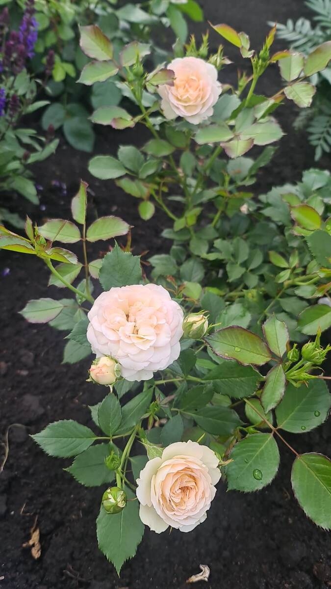 Роза Пастелла 2