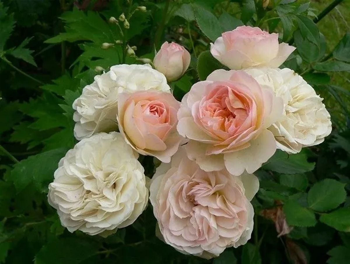 Роза Пастелла 4