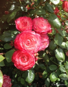 Роза Пат де Велюр