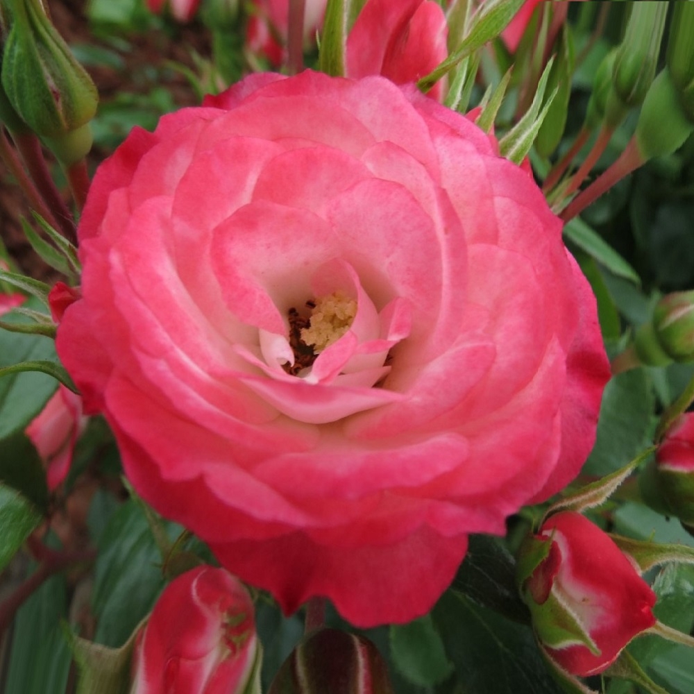 Роза Пат де Велюр 7