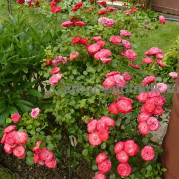 Роза Пат де Велюр 3