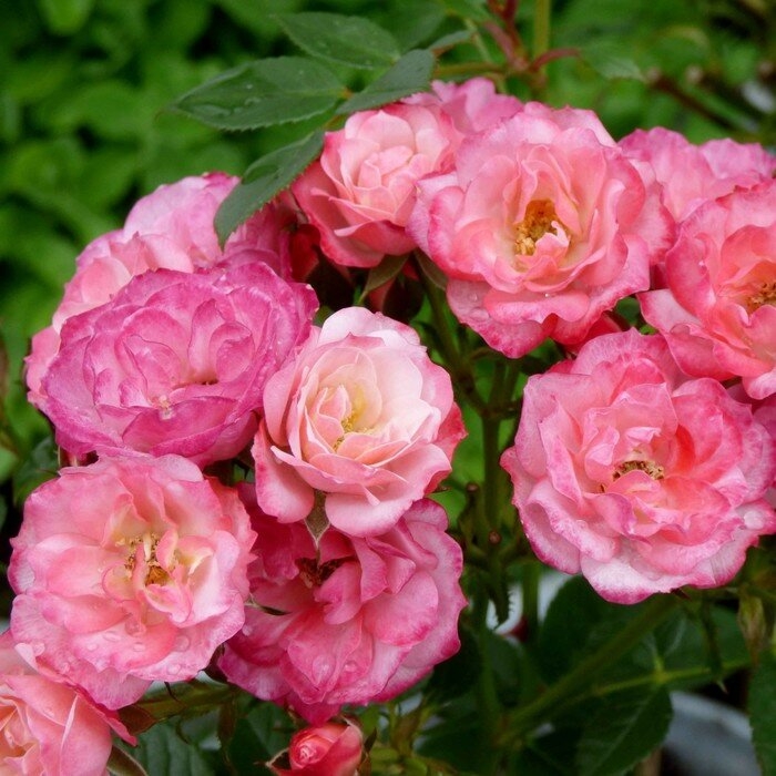 Роза Пат де Велюр 6