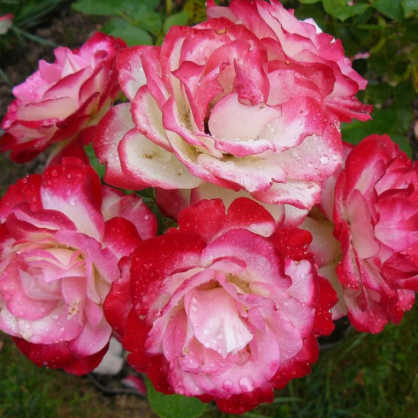 Роза Пат де Велюр 2