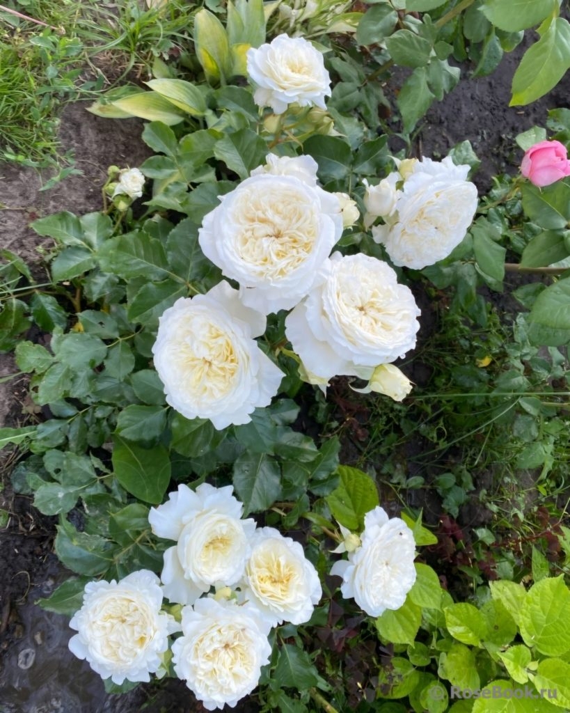 Роза Патиенс 3