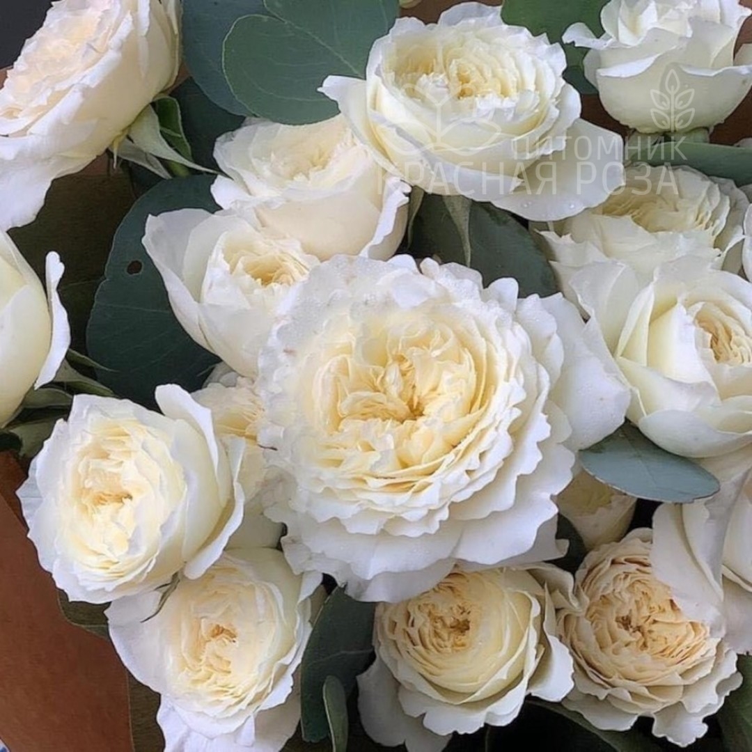 Роза Патиенс 4