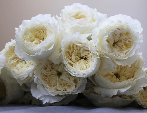 Роза Патиенс 5