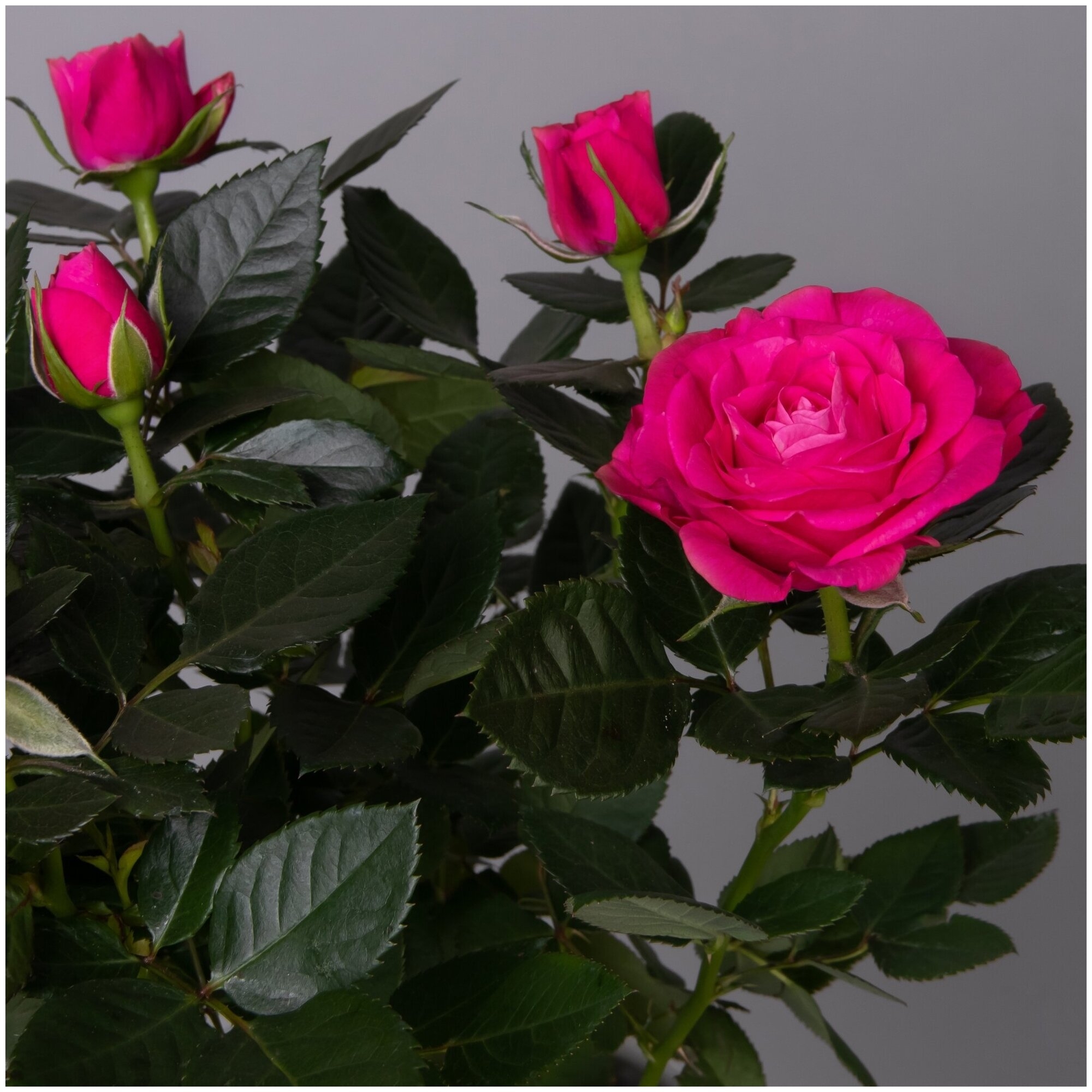 Роза Патио Хит Малиновая Регина 2