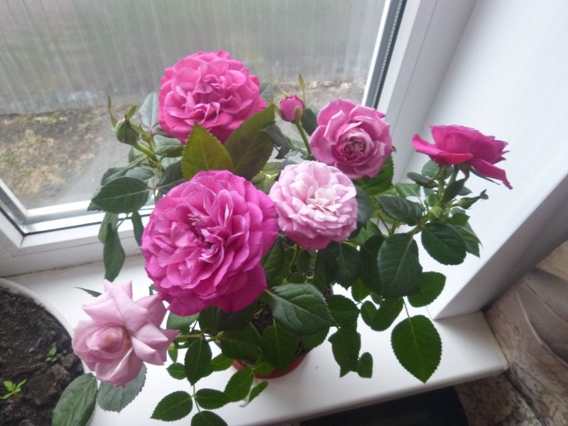 Роза Патио Хит Малиновая Регина 3