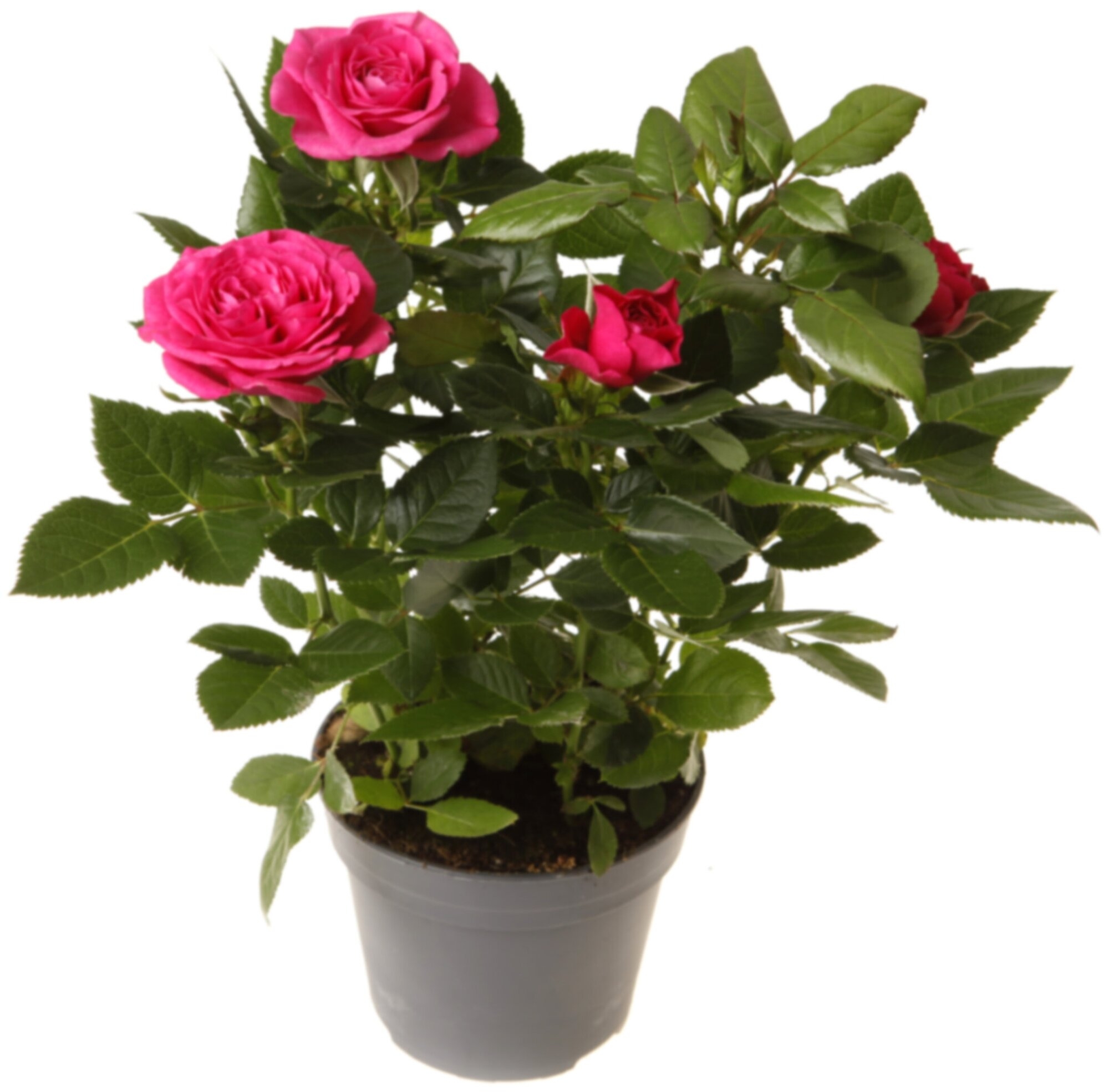 Роза Патио Хит Малиновая Регина