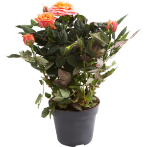 Роза Патио Хит Микс