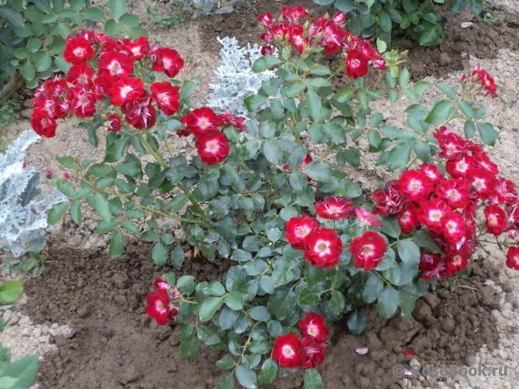 Роза Патрик Пуавр дАрвор 2