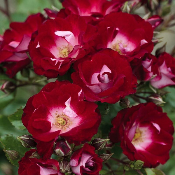 Роза Патрик Пуавр дАрвор 3