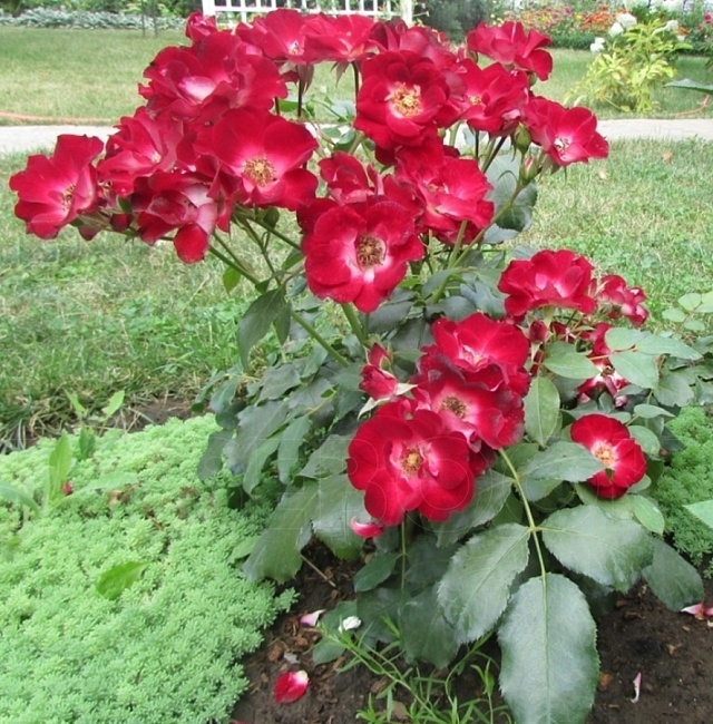 Роза Патрик Пуавр дАрвор 4